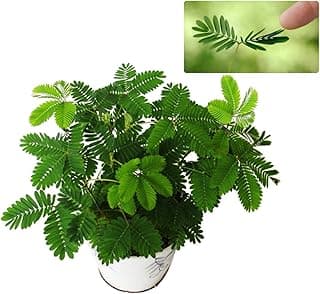 Mimosa Pudica Seed