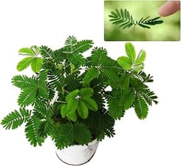 Mimosa Pudica Seed